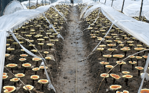 發酵用消泡劑生產相關原則