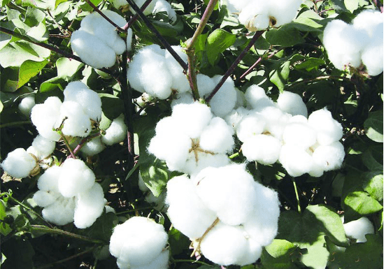 天了嚕！棉籽深加工用消泡劑效果這么驚喜