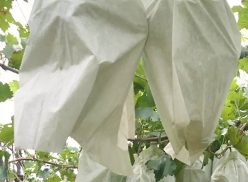 不想讓果袋紙穿洞，就用果袋紙消泡劑