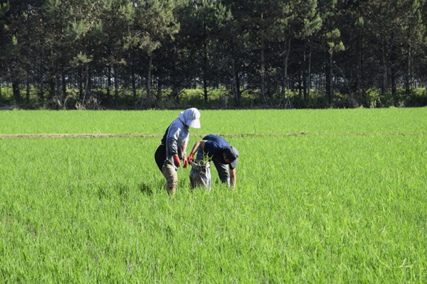 原來肥料消泡劑這么有用
